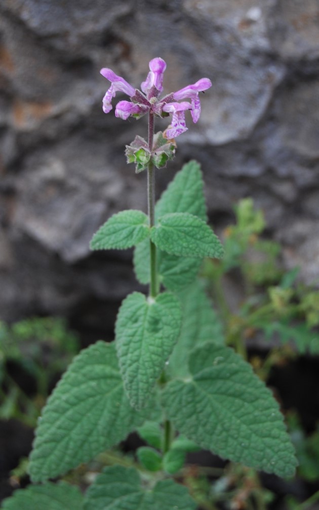 stachys-bullata-6june2014-6