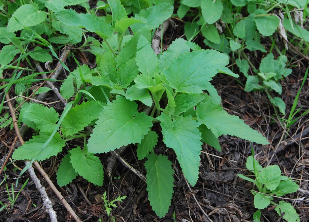 stachys-bullata-7february2013