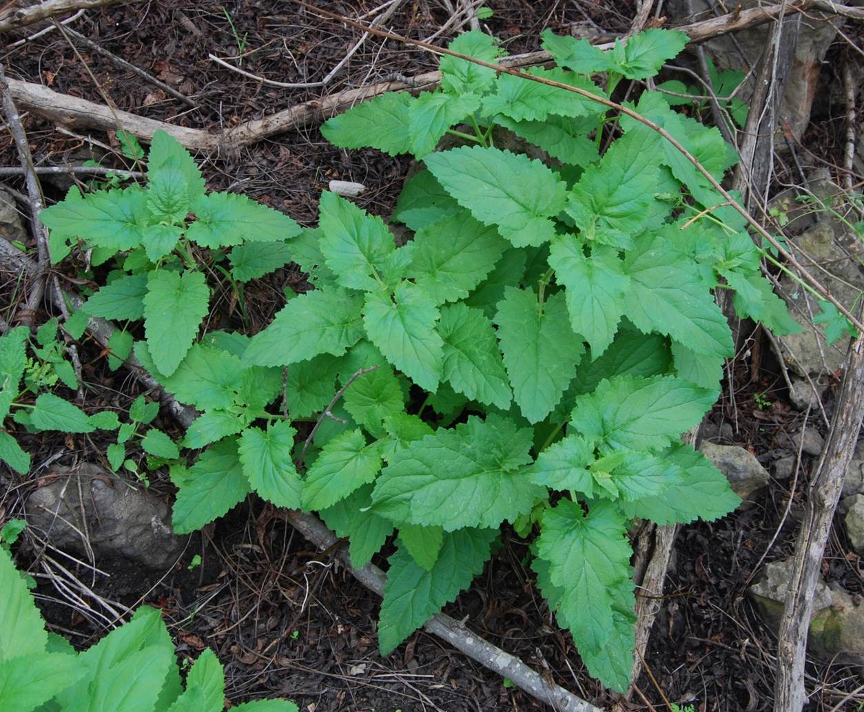 stachys-bullata-7february2013-3.