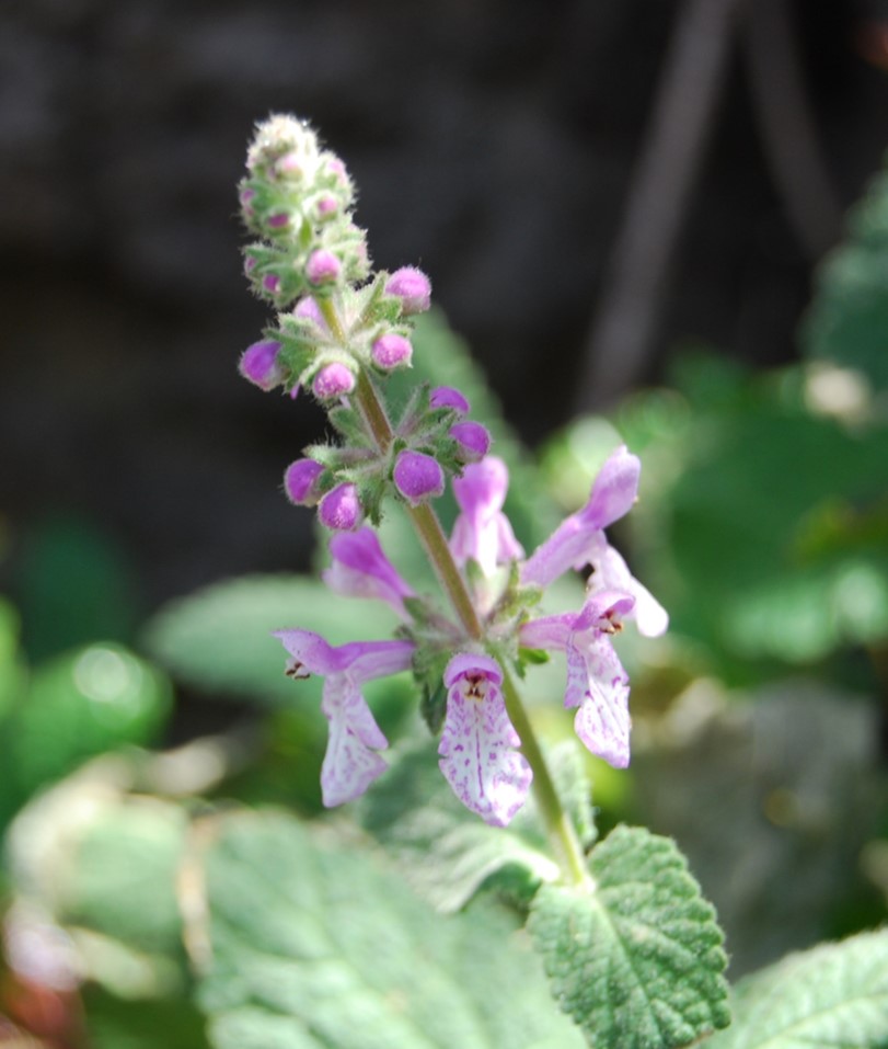 stachys-bullata-7may2014-5