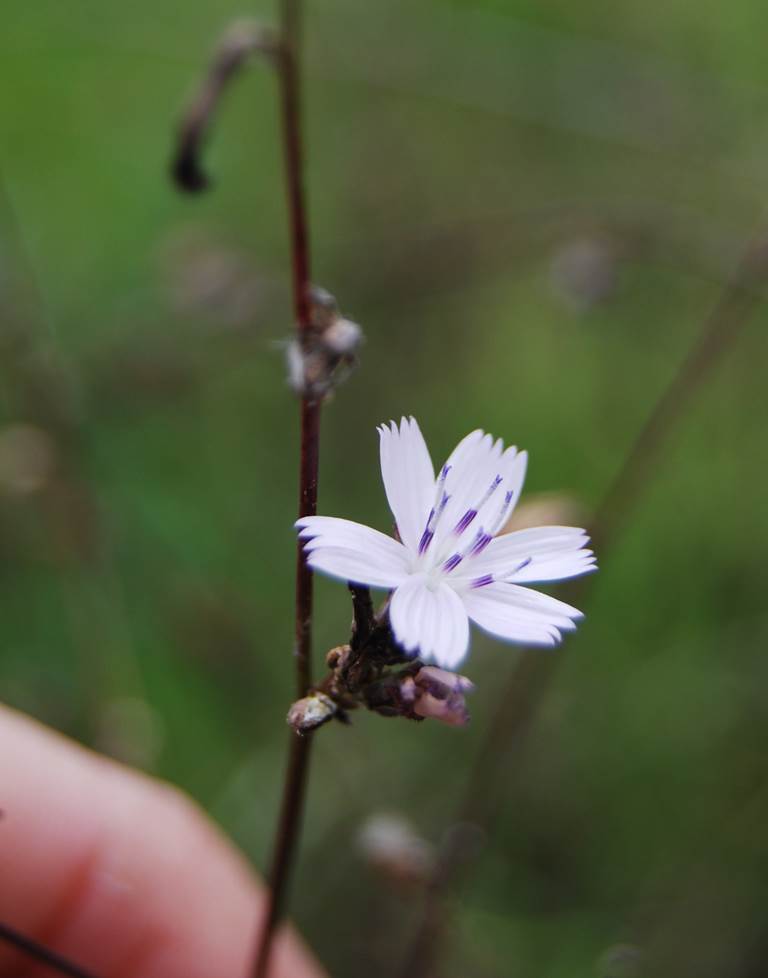stephanomeria-11jan2011-2