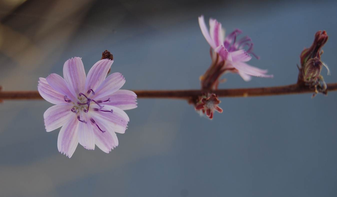 stephanomeria-9oct2013-2