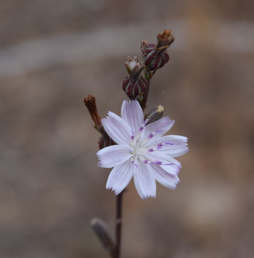 stephanomeria-virgata-12june2016-2