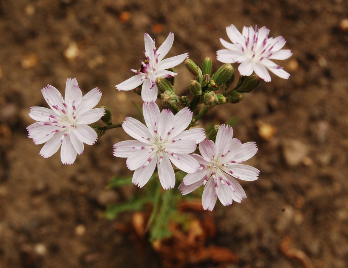 stephanomeria-virgata-13june2014-10