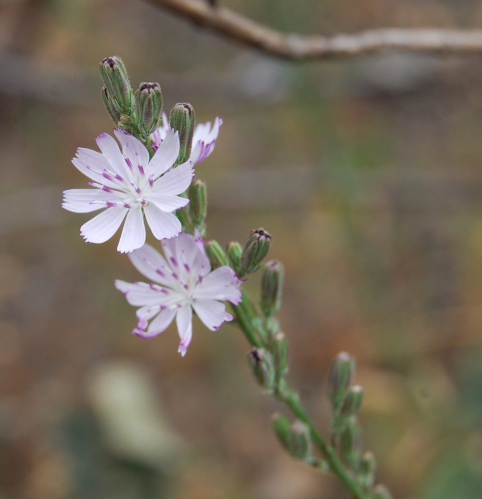 stephanomeria-virgata-13june2014-6