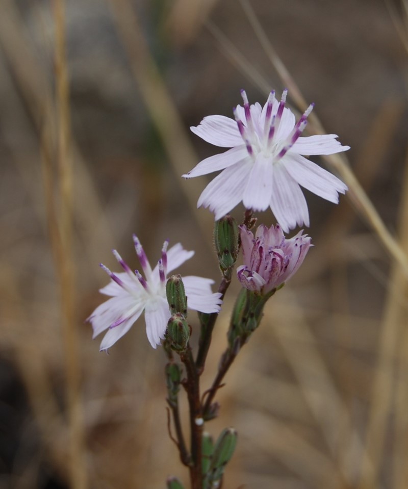 stephanomeria-virgata-1june2015-11