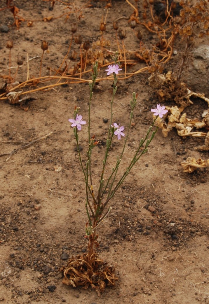 stephanomeria-virgata-1june2015-14
