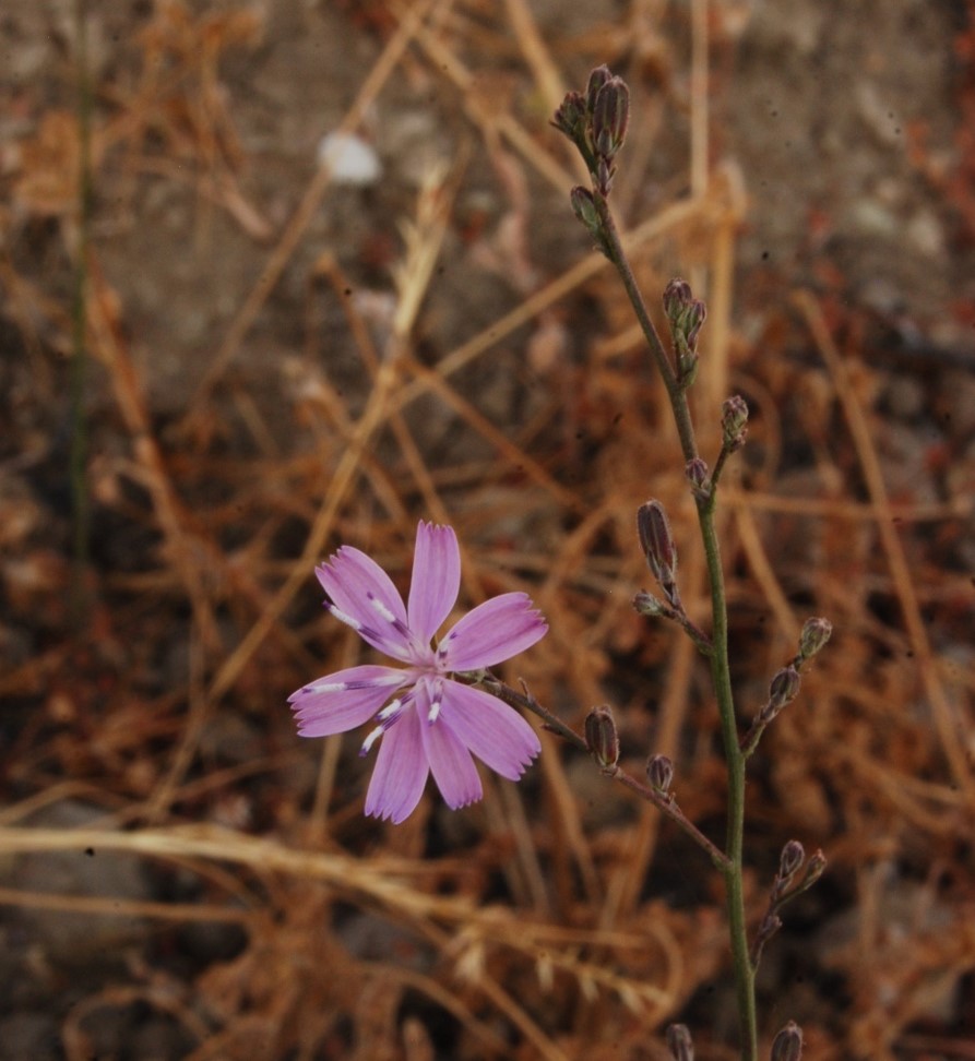 stephanomeria-virgata-2june2014-3