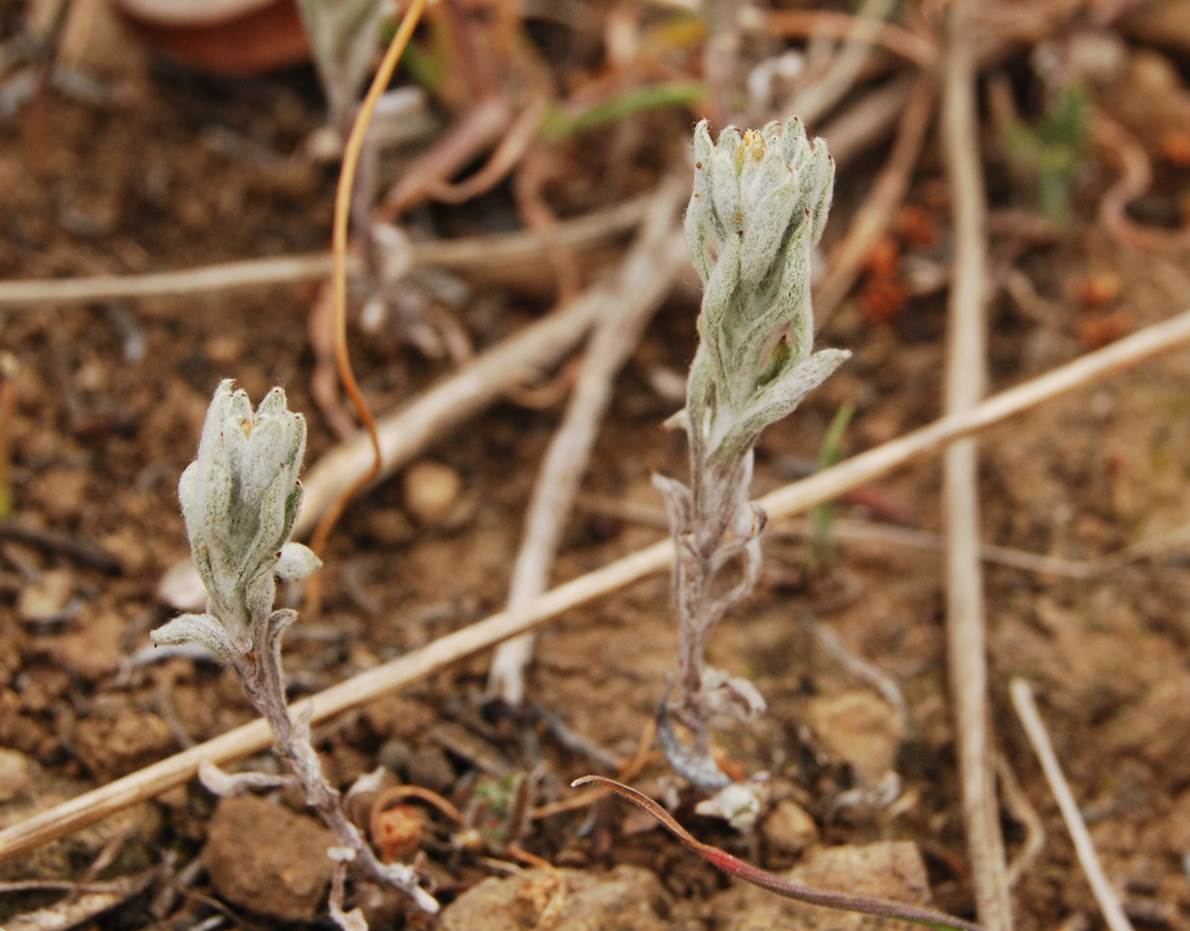 stylocline-gnaphaloides-5mar2013-6