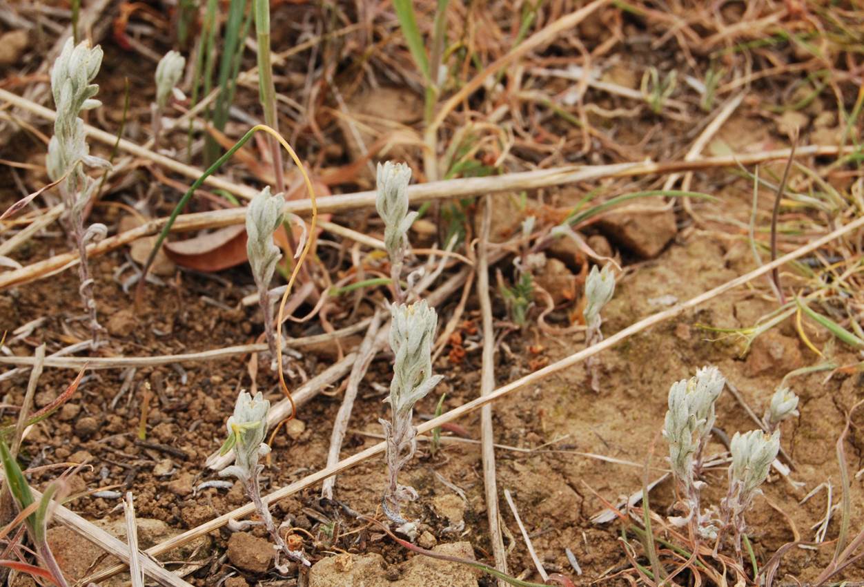 stylocline-gnaphaloides-5mar2013-8