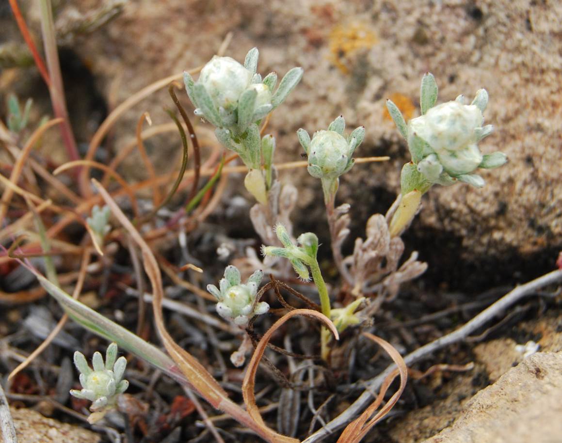 stylocline-gnaphaloides-7mar2013-15