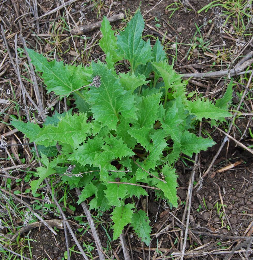 tauchiaarguta5feb2013-1