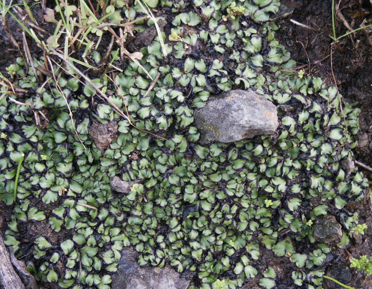 asterella-californica