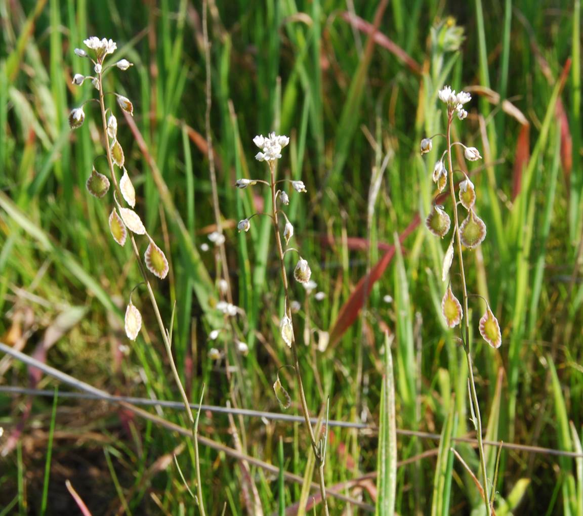 thysanocarpus-curvipes-21feb2013-20