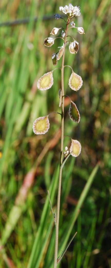 thysanocarpus-curvipes-21feb2013-29