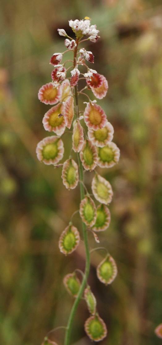 thysanocarpus-curvipes-5mar2013-5