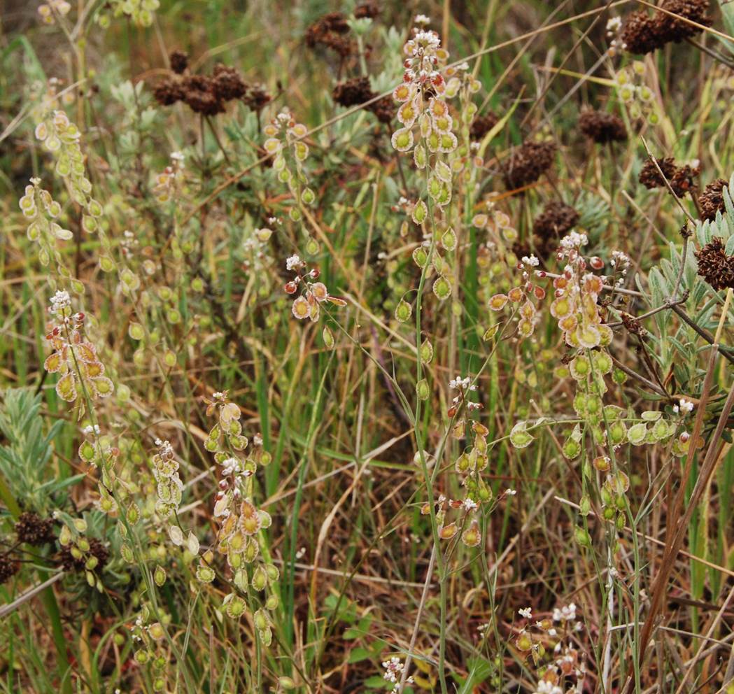 thysanocarpus-curvipes-5mar2013-8