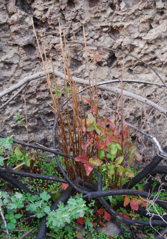 toxicodendron-di…rsilobum-11dec2014-1 toxicodendron-di…rsilobum-11dec2014-1