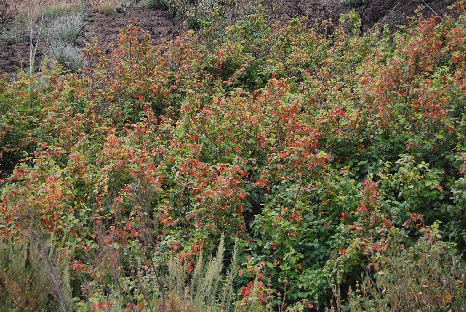 toxicodendron-di…silobum-13june2014-1 toxicodendron-di…silobum-13june2014-1