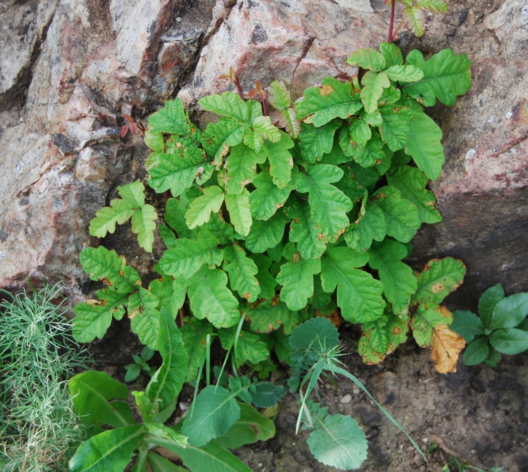 toxicodendron-di…rsilobum-18mar2015-1 toxicodendron-di…rsilobum-18mar2015-1