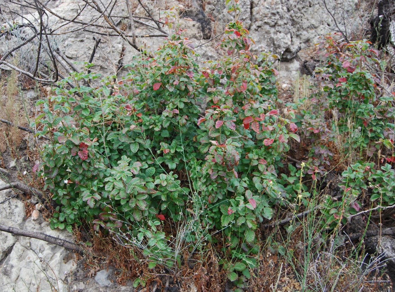 toxicodendron-di…rsilobum-1june2016-2 toxicodendron-di…rsilobum-1june2016-2
