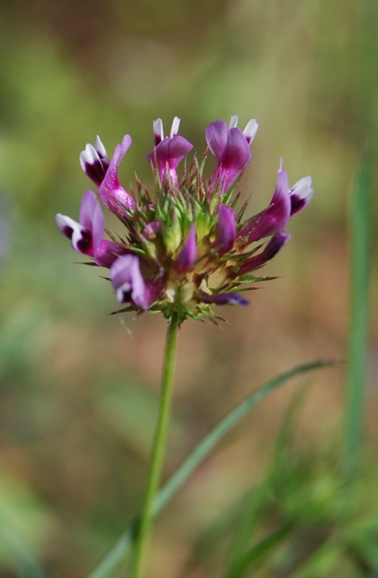 trifolium-wildenovii-28mar2008-1 trifolium-wildenovii-28mar2008-1