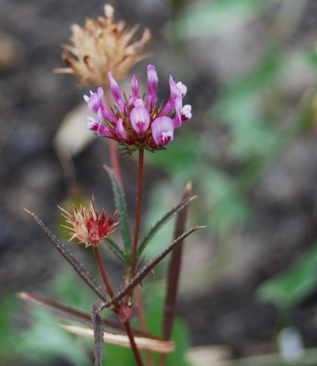 trifolium-wildenovii-29may2014-1 trifolium-wildenovii-29may2014-1