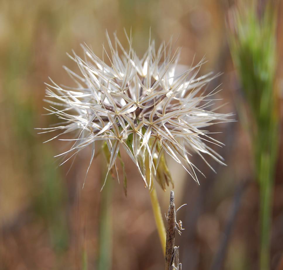 uropappus-lindleyi-28mar2008-2