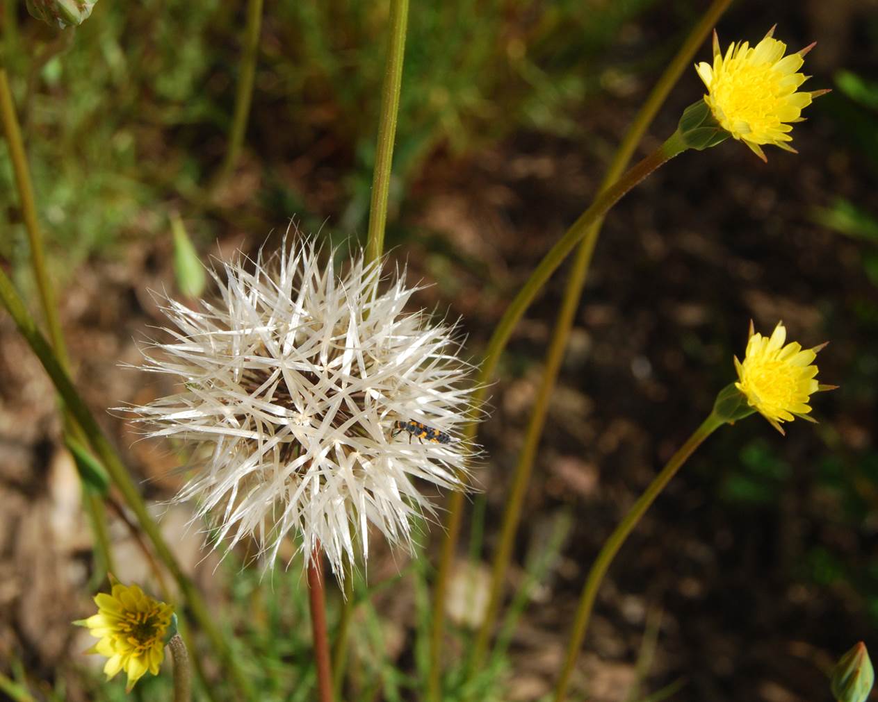 uropappus-lindleyi-3apr2013-18