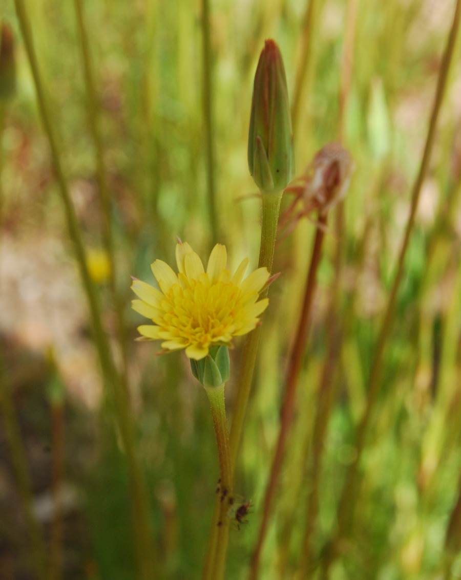 uropappus-lindleyi-3apr2013-20