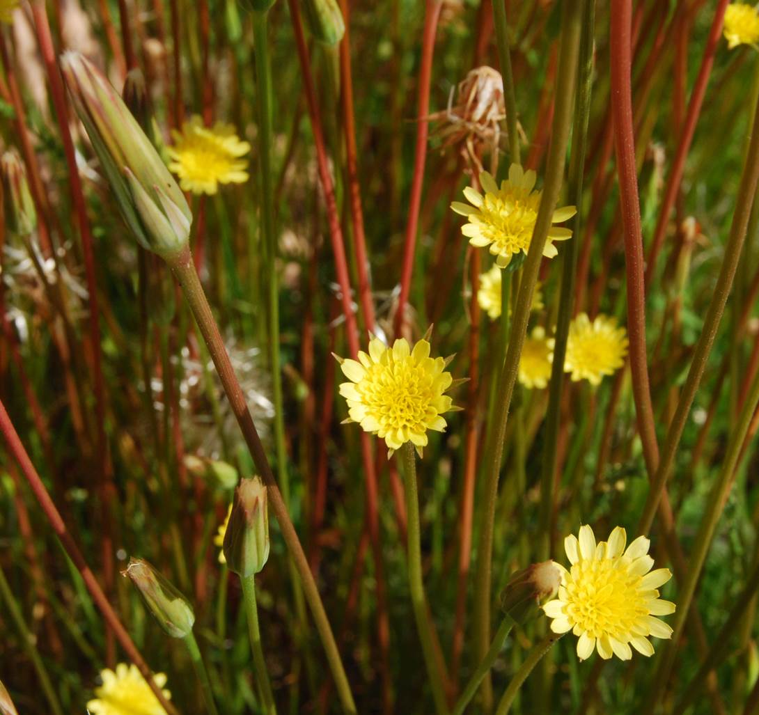 uropappus-lindleyi-3apr2013-26
