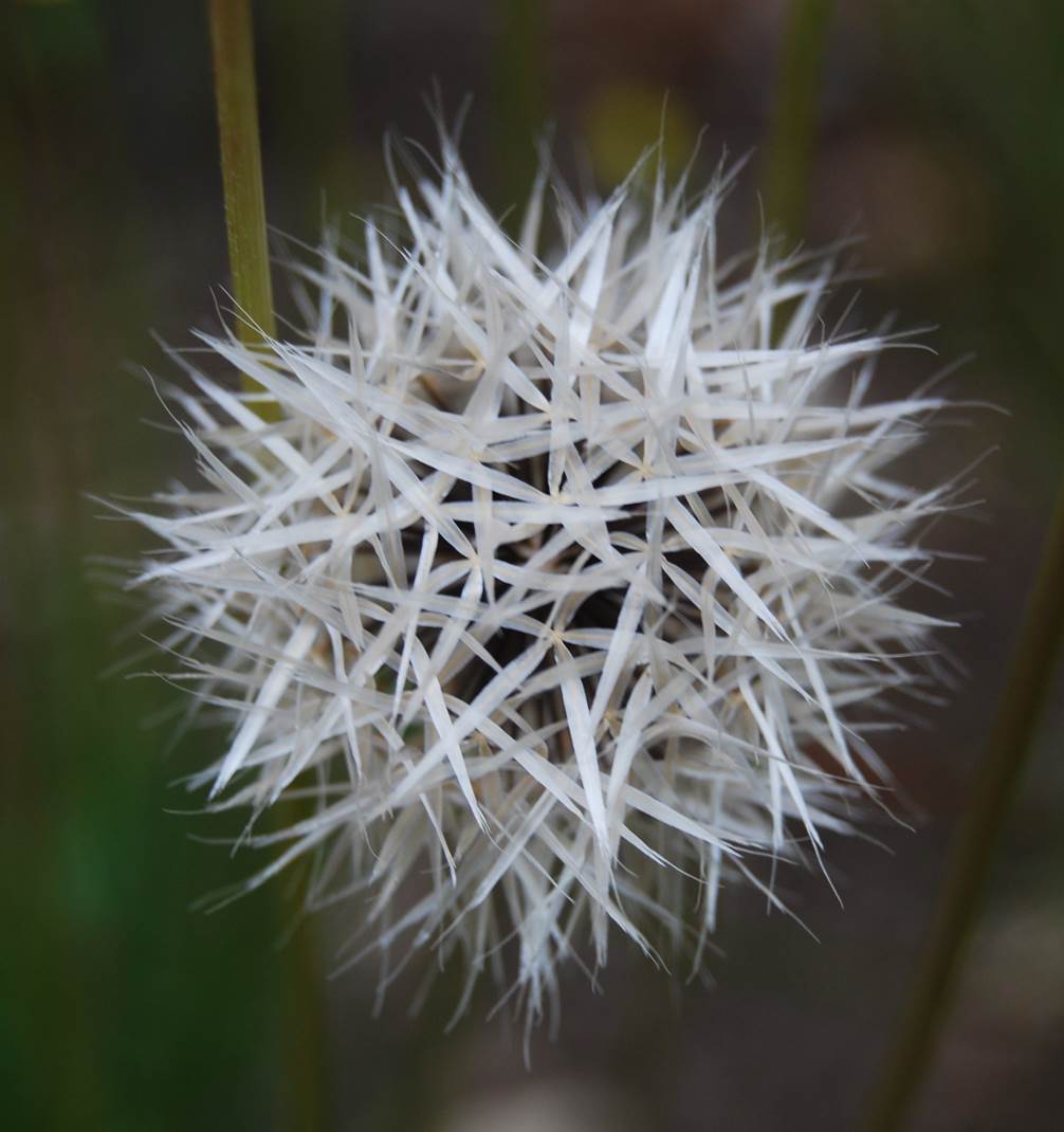uropappus-lindleyi-3apr2013-35