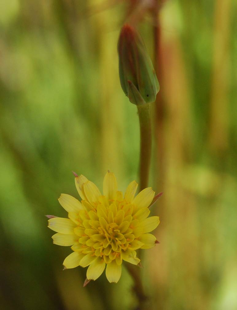 uropappus-lindleyi-4apr2013-2
