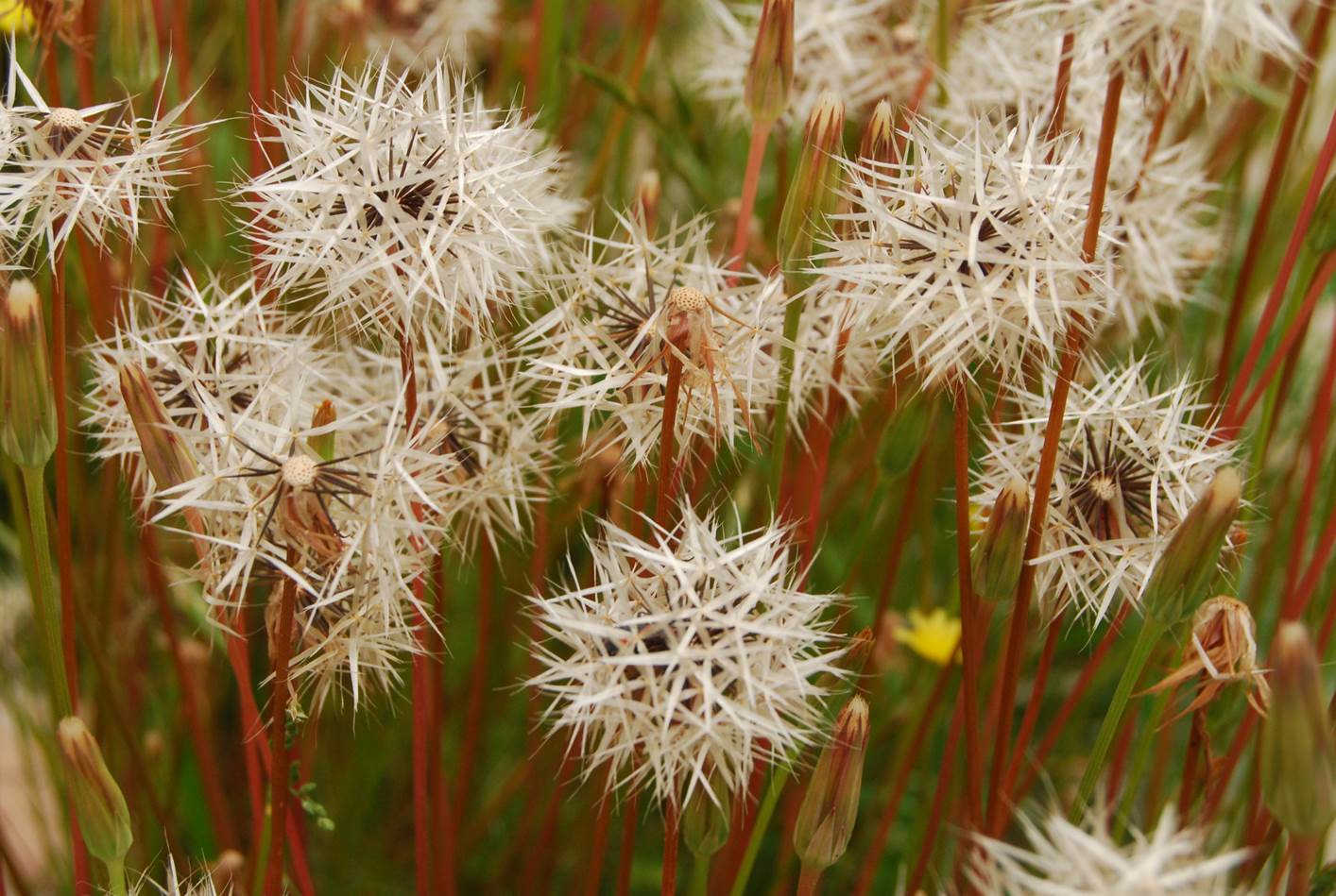 uropappus-lindleyi-5apr2013-9