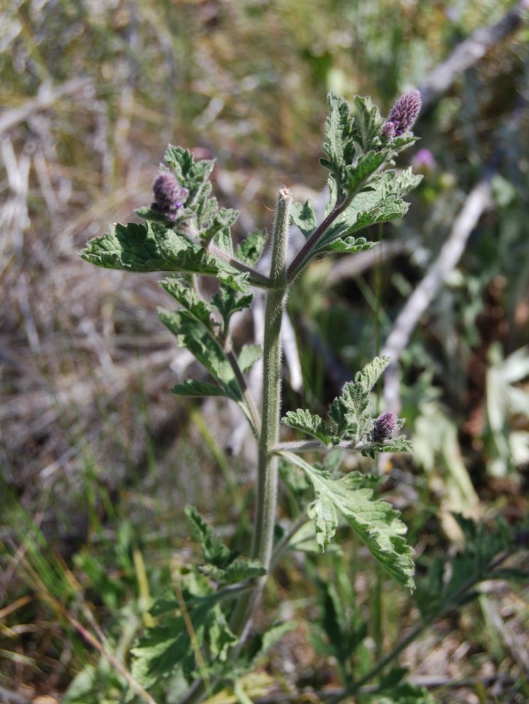 verbena-lasiostachys-11apr2013-3 verbena-lasiostachys-11apr2013-3