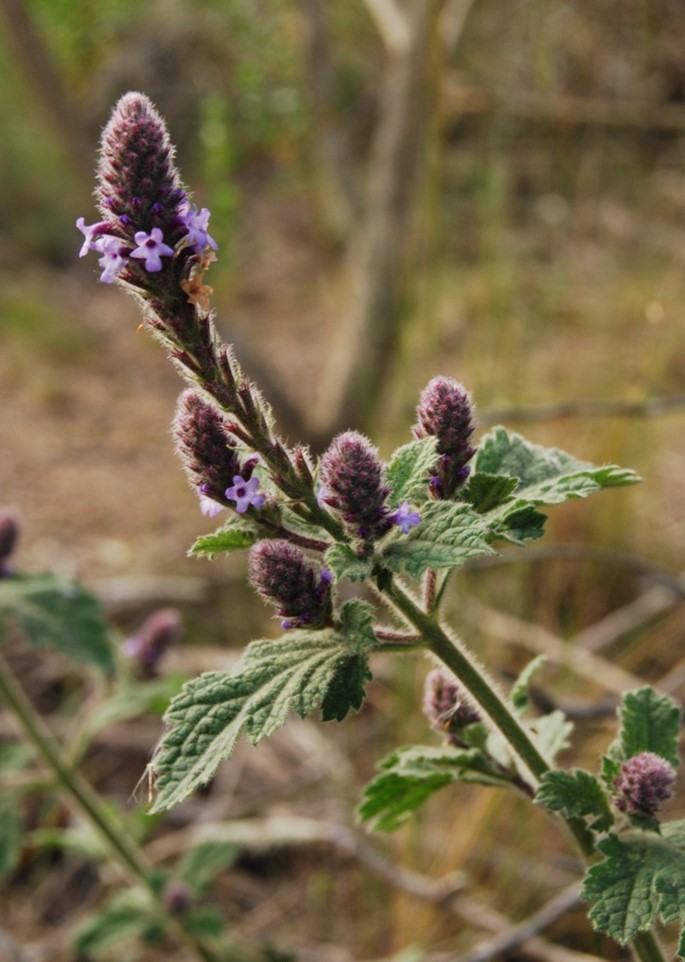verbena-lasiostachys-12apr2013-2 verbena-lasiostachys-12apr2013-2