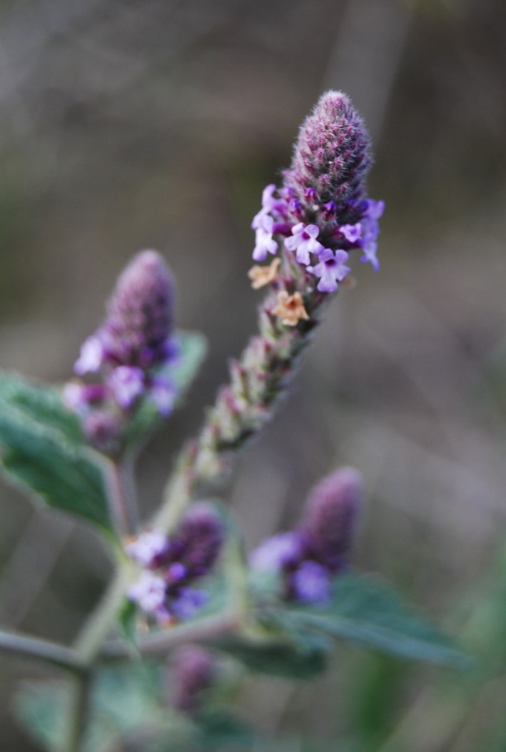 verbena-lasiostachys-12apr2013-3 verbena-lasiostachys-12apr2013-3