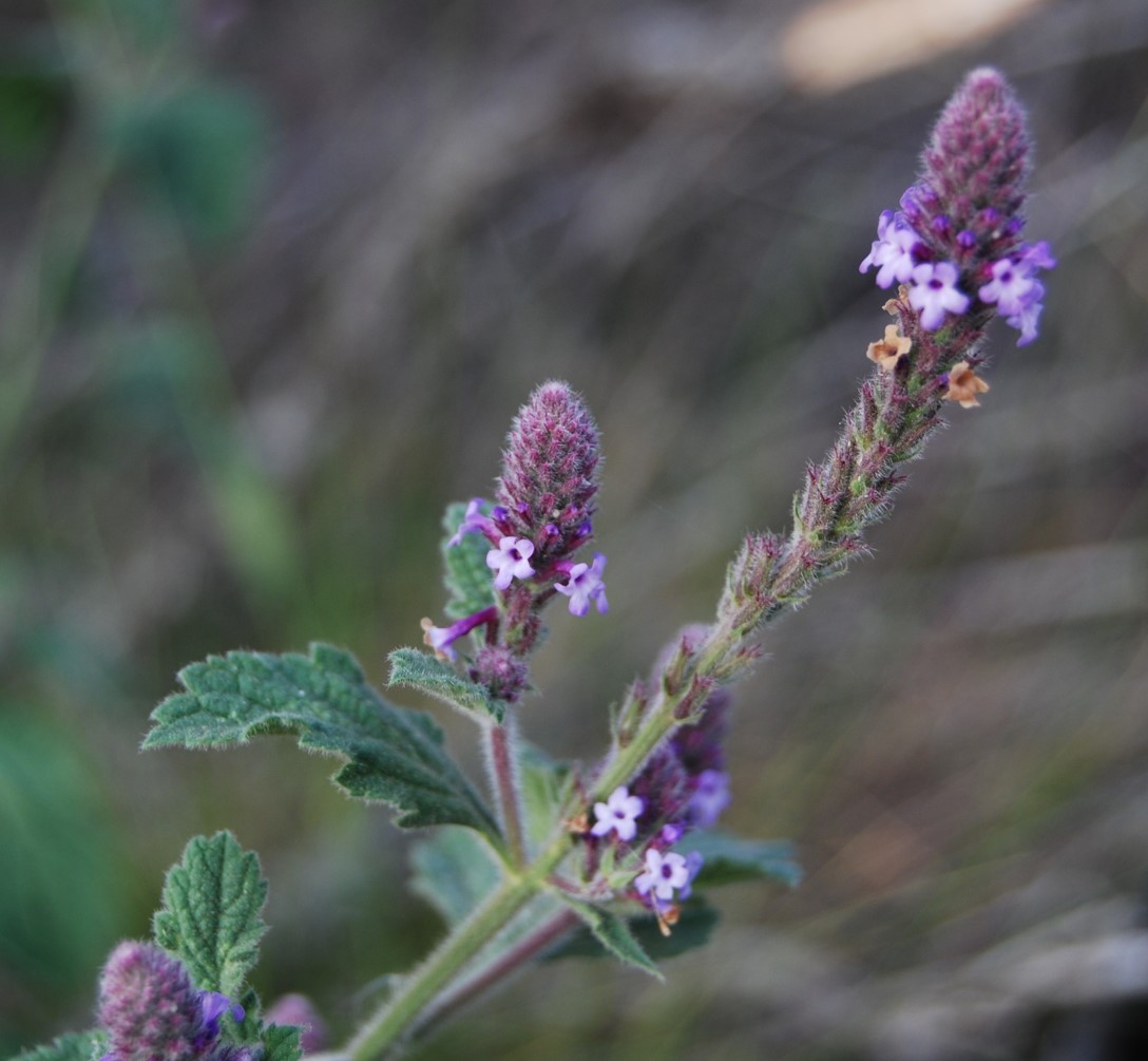 verbena-lasiostachys-12apr2013-4 verbena-lasiostachys-12apr2013-4