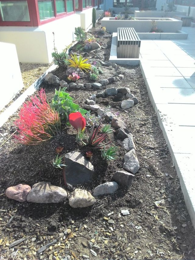 plants