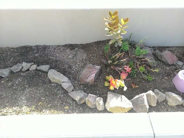 plants in garden