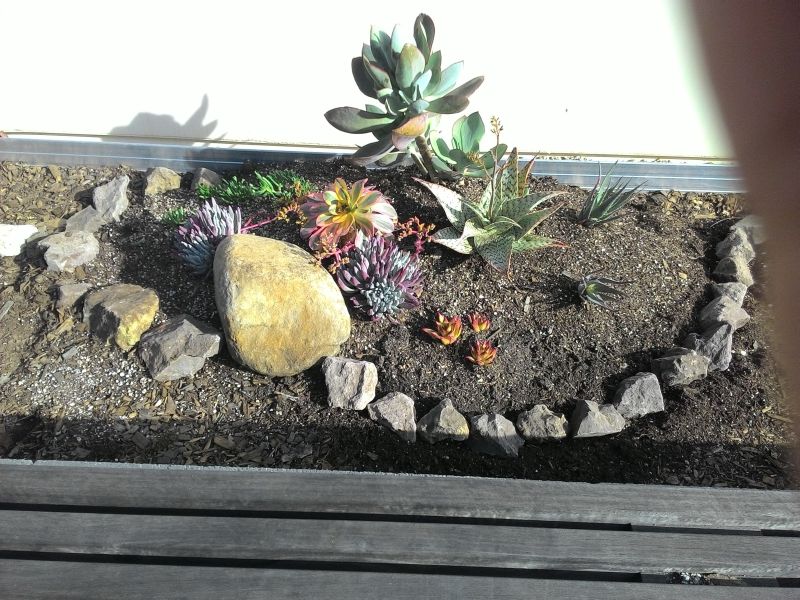 succulent plants