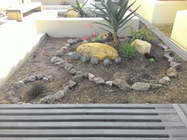 succulent plants
