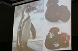 Special shoe was developed for Lucky the penguin.