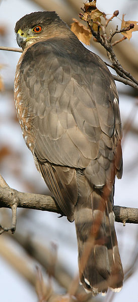 cooper's hawk