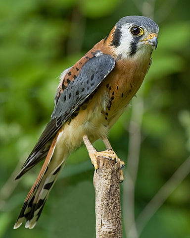 falco sparverius