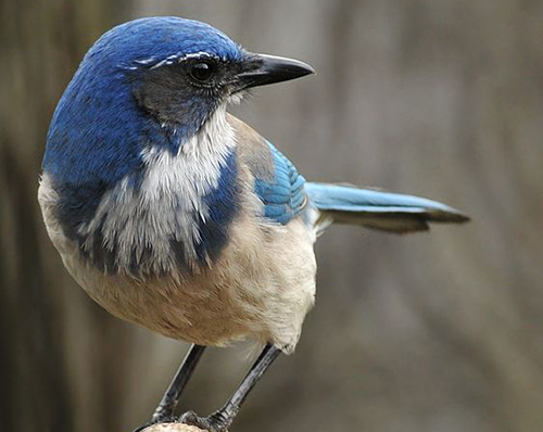 western srcub jay