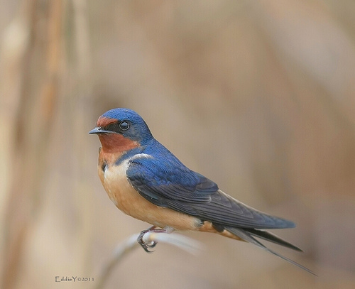 hirundo rustica