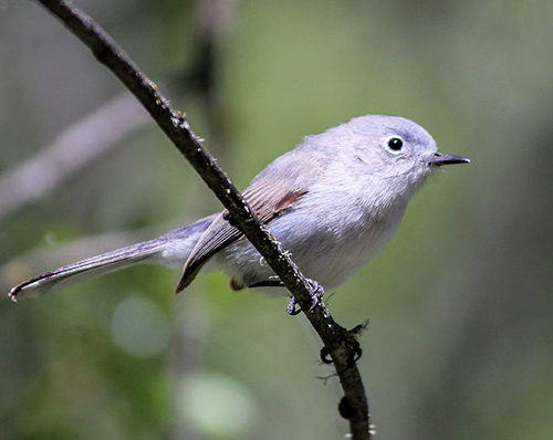 polioptila caerulea