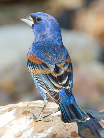 passerina caerulea