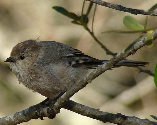 psaltriparus minimus